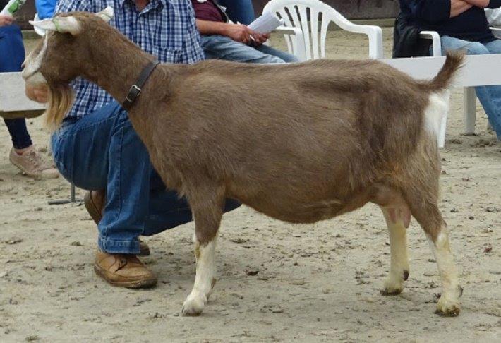 4 Bella's Camilla NL100053264307