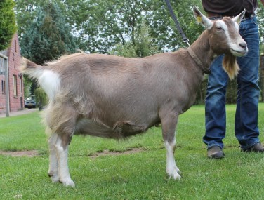 Anke 30 vd Nieuwe Eisch 3 jr. 2244596-NL6130