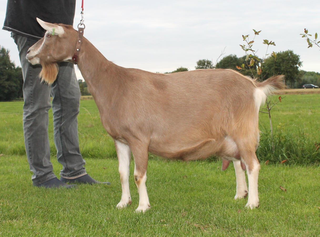 Anke 33 2 jr. NL101631984893 fam.Dijkgraaf,Epe