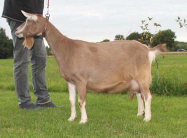 Anke 33 2 jr. NL101631984893 fam.Dijkgraaf,Epe