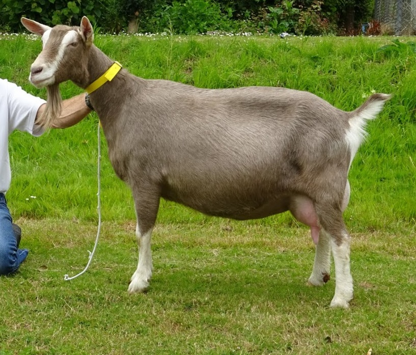 Asmi NL101632026082 4 jr.