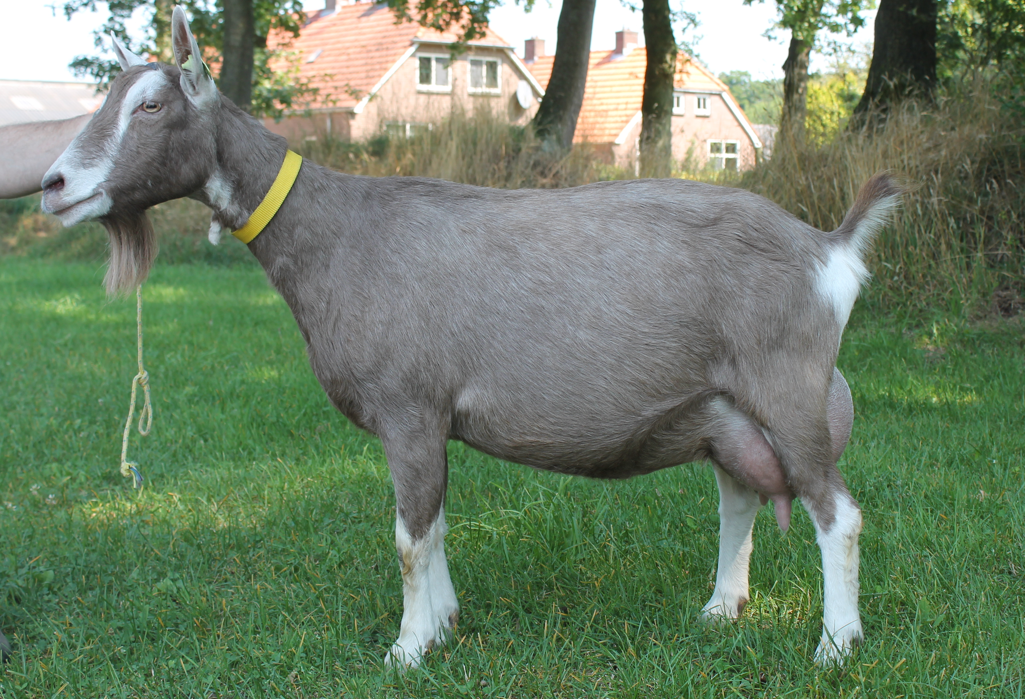 Bregje 10 vd enkhoeve