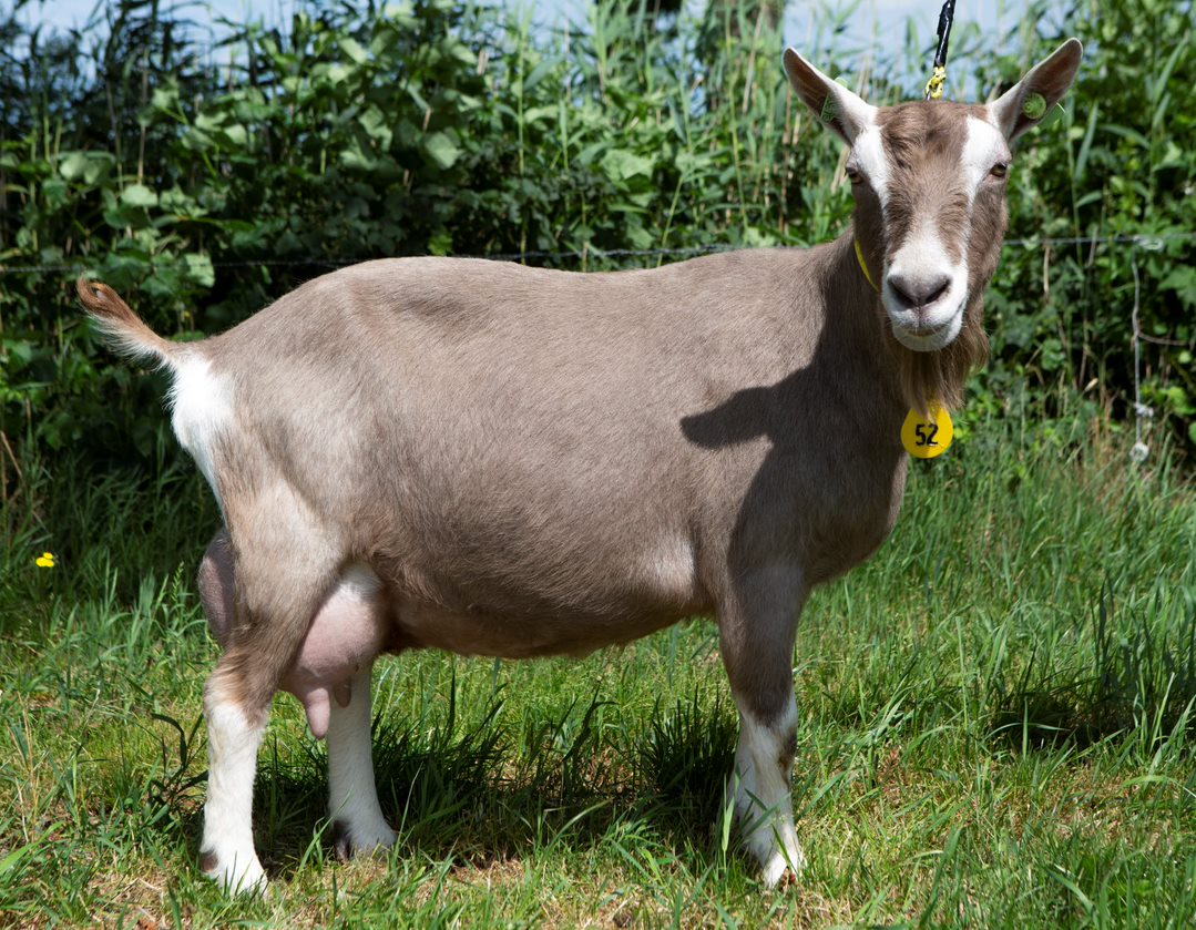 Bregje 25 van de Enkhoeve A. Koekkoek