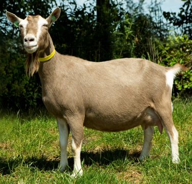 Bregje 31 van de Enkhoeve A. Koekkoek