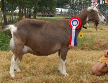 De Sweach Feikje 1 NL100040523422 16-04-2012 AV 92 TY 92 OW 92 BW 88 UI 92 73 cm 17-10-2017 Register geit; De Sweach Geiten