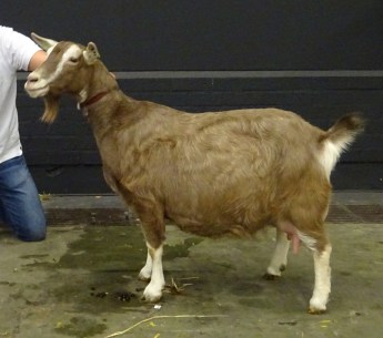 DSC04072.JPG Sweelhoeve Grietje 45