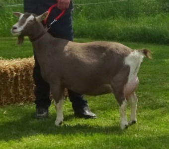 DSC04727.JPG Fleur A2 vd Gouwakker