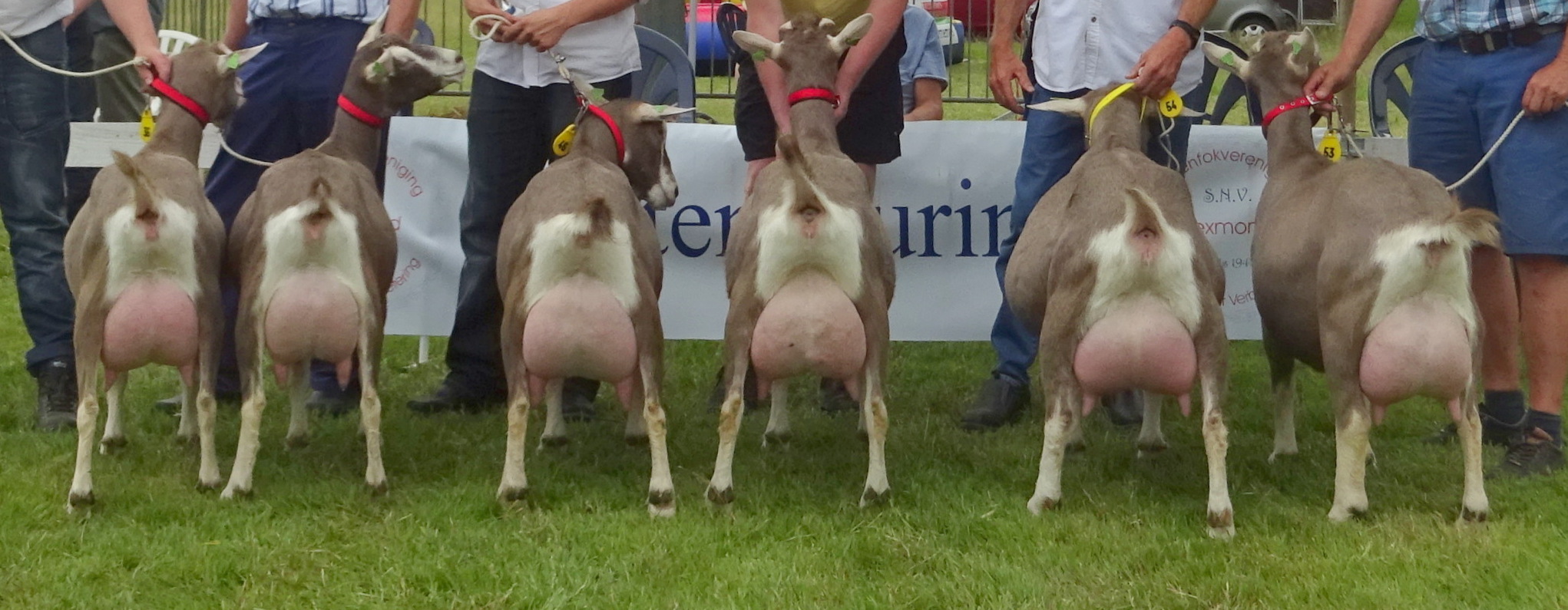 DSC04923.jpg- 1 en 2 geplaatste dieren van de rubrieken in Lexmond.