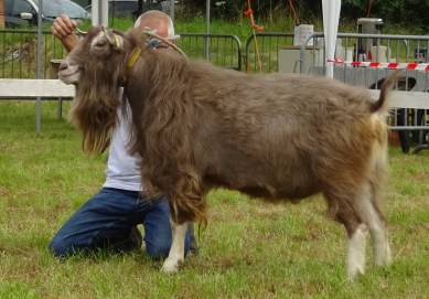 DSC09100 Annika's Niels B19