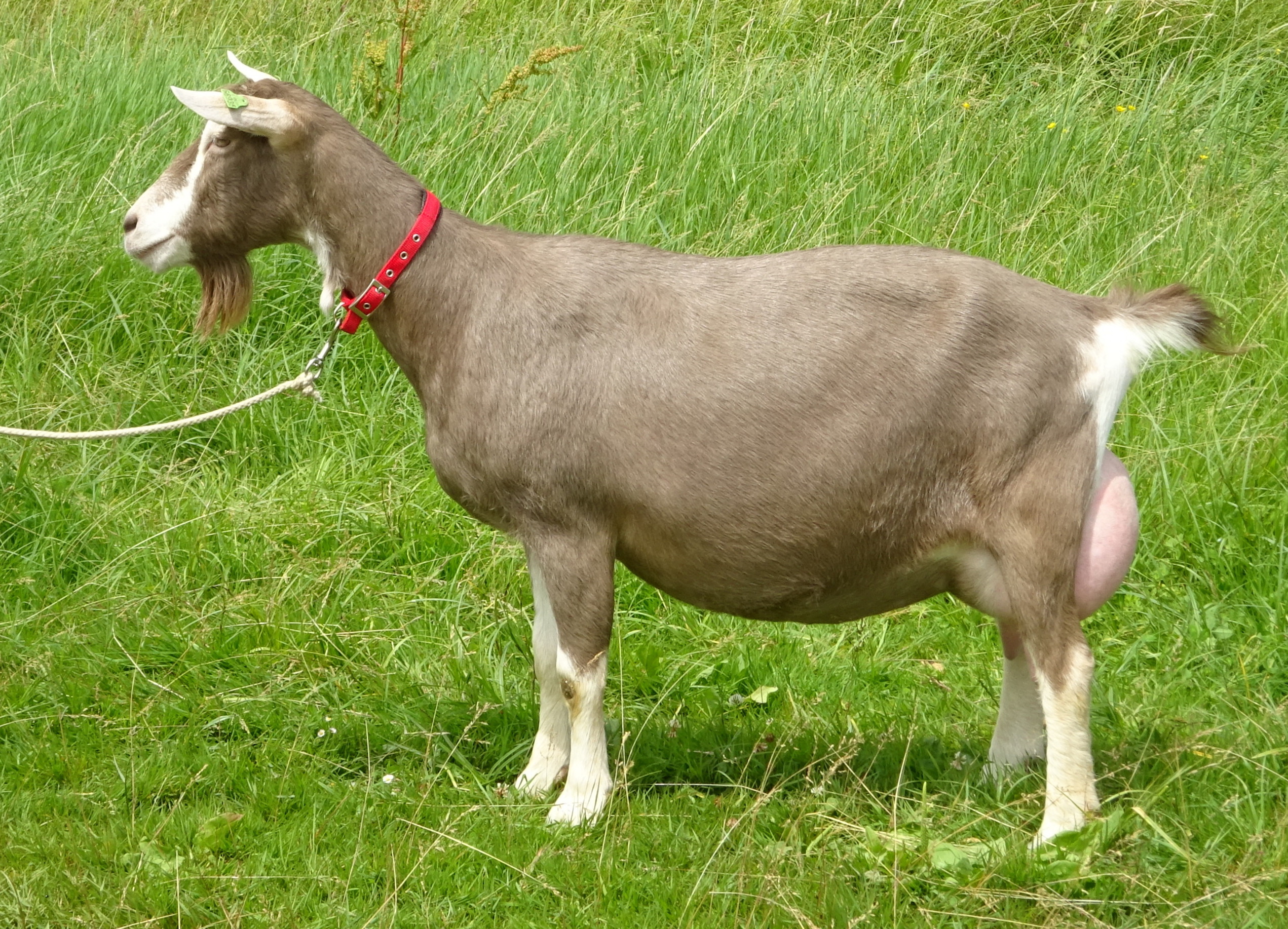 DSC09674.JPG mooi.JPG geknipt Suzanne 42