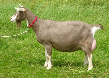 DSC09674.JPG mooi.JPG geknipt Suzanne 42