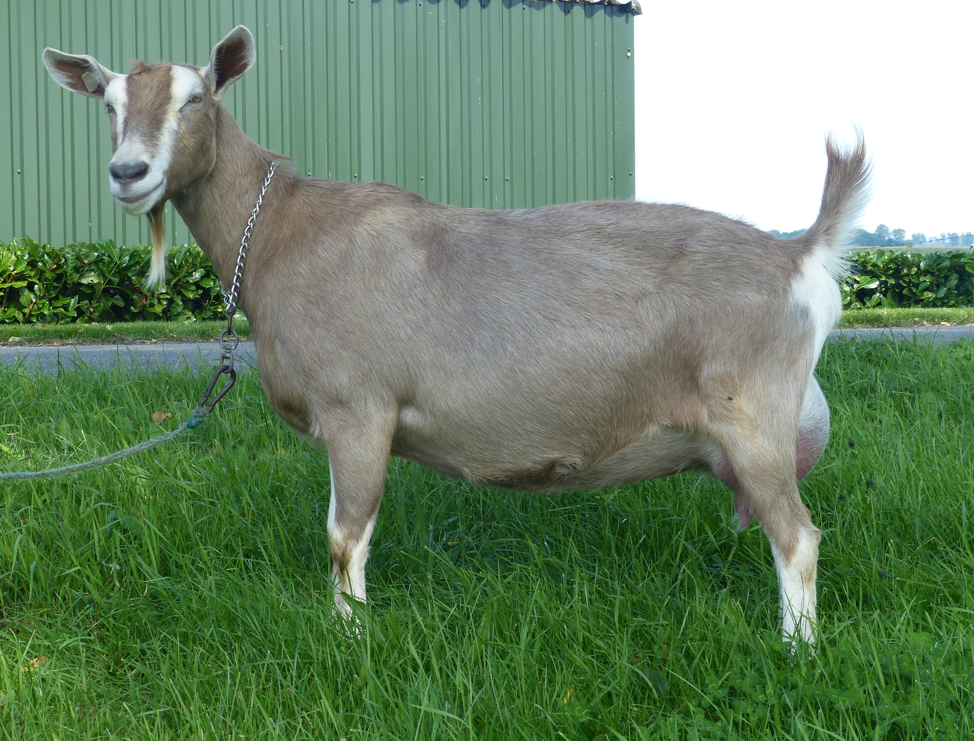 Fiona NL100019528061 3 jr.