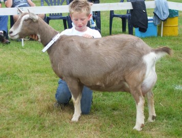 Flora vd Lage Landen 2 jr. NL101631680 geb.26-1-2014 v.Veneur NL101632026084 m.Fleur vd Lage L NL101631680111