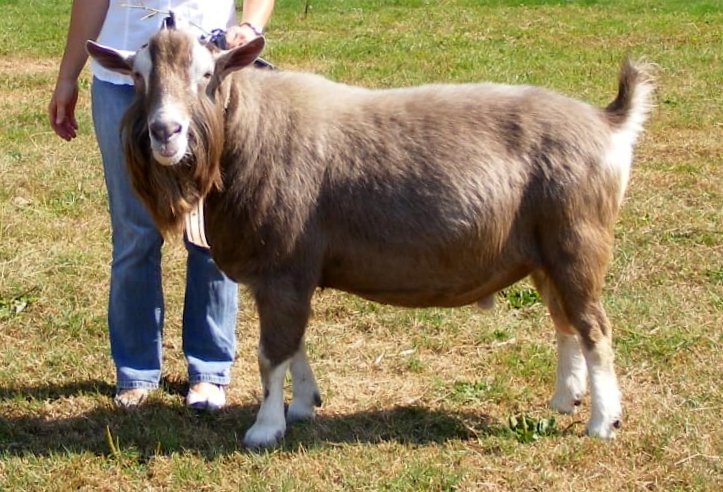 Floris van de Lage Landen.