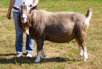 Floris van de Lage Landen.