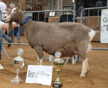 Frieda 2 A2 vd Gouwakker geb. 2016 foto 2019