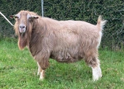 november Romke P 2023 foto