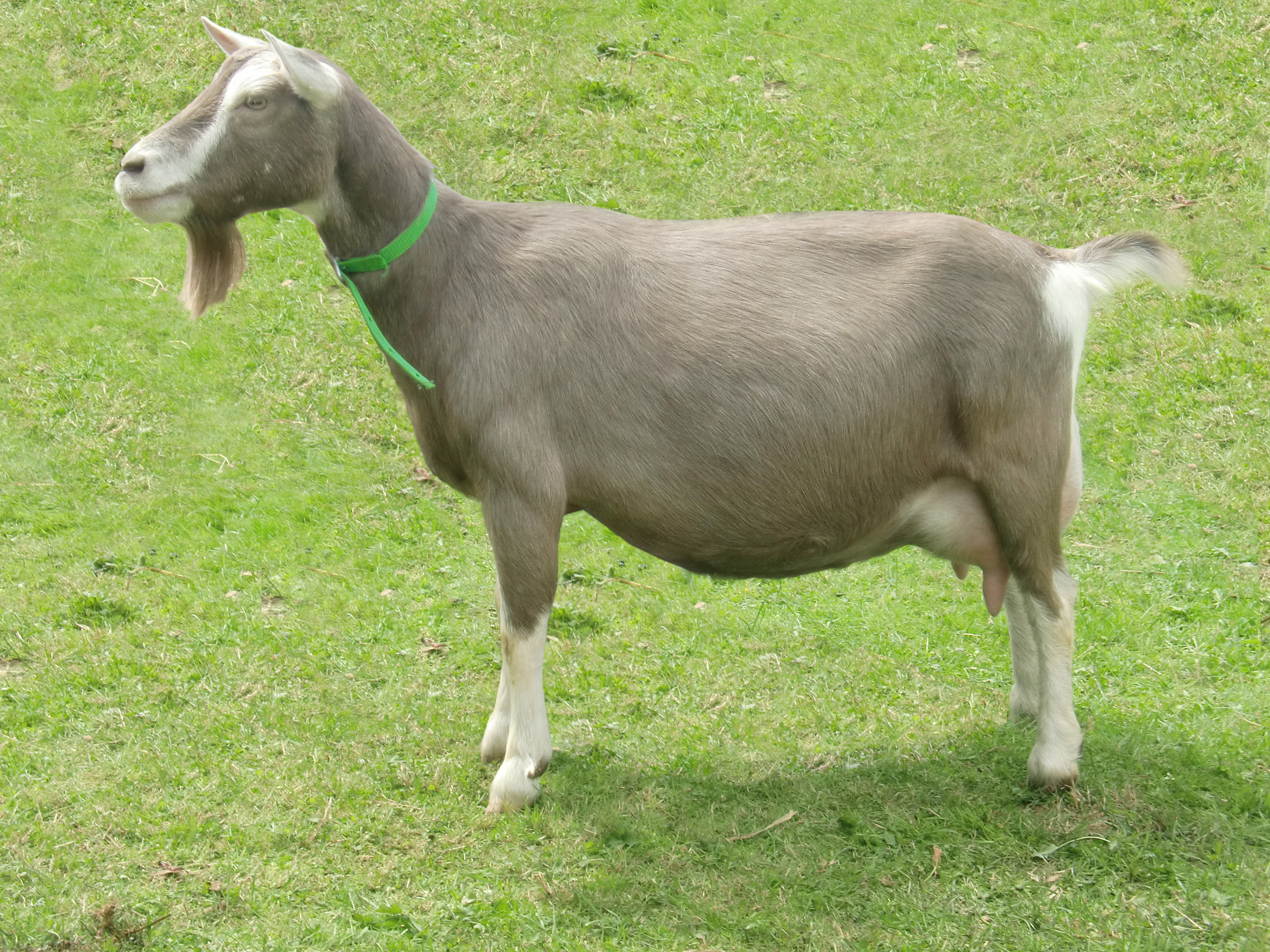 Sarie 155 7 jr. 1884335 NL0124 S