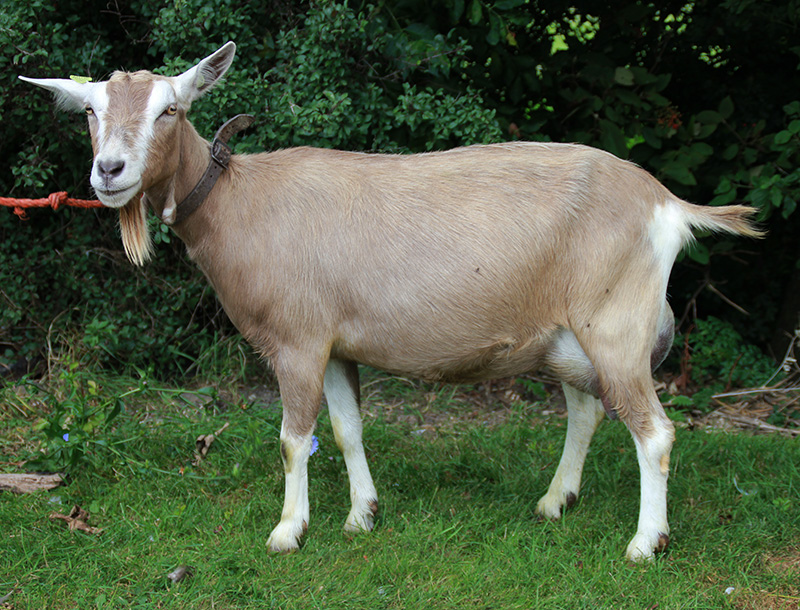 Sarie 190 NL100011120119 geb.27-4-2016 v.Veneur NL101632026084 m.Sarie 149 1881716NL04006