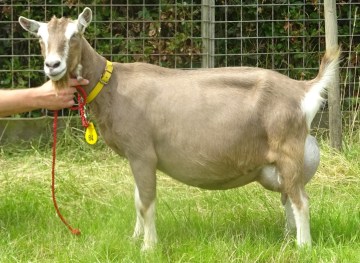 Sarie's Hinke JH NL10015-7539763 geb. 10-3-2013 v. Johan NL100157539763 m.Sarie 144 1881716NL03004 3 jr.