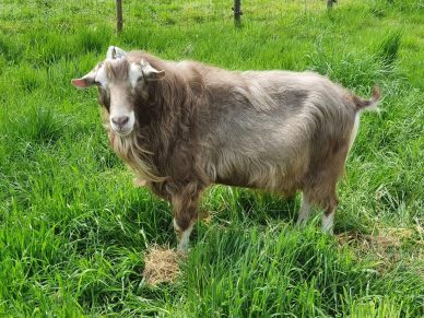 Sarie's Kobus JH J. Dijkgraaf