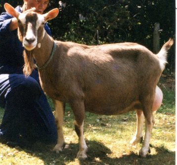 Stientje 555 0077057 NL96174 geb. 2051996 7 jr.