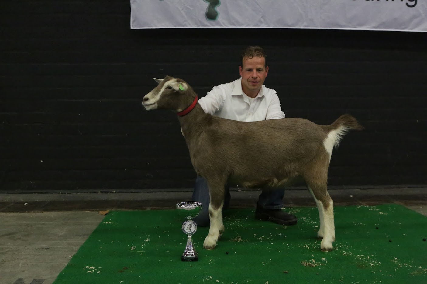 Suzanne 127 kampioen toggenburger lammeren 2022 Zwolle