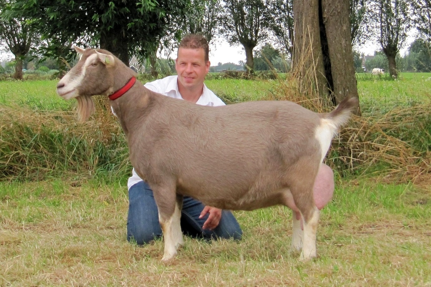 Suzanne 43 NL100026868936 31-01-15 Sweelhoeve Heros Suzanne 14 J.C. Vonk J.C. Vonk