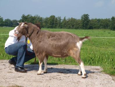 Sweelhoeve Diablo 702487 NL09196