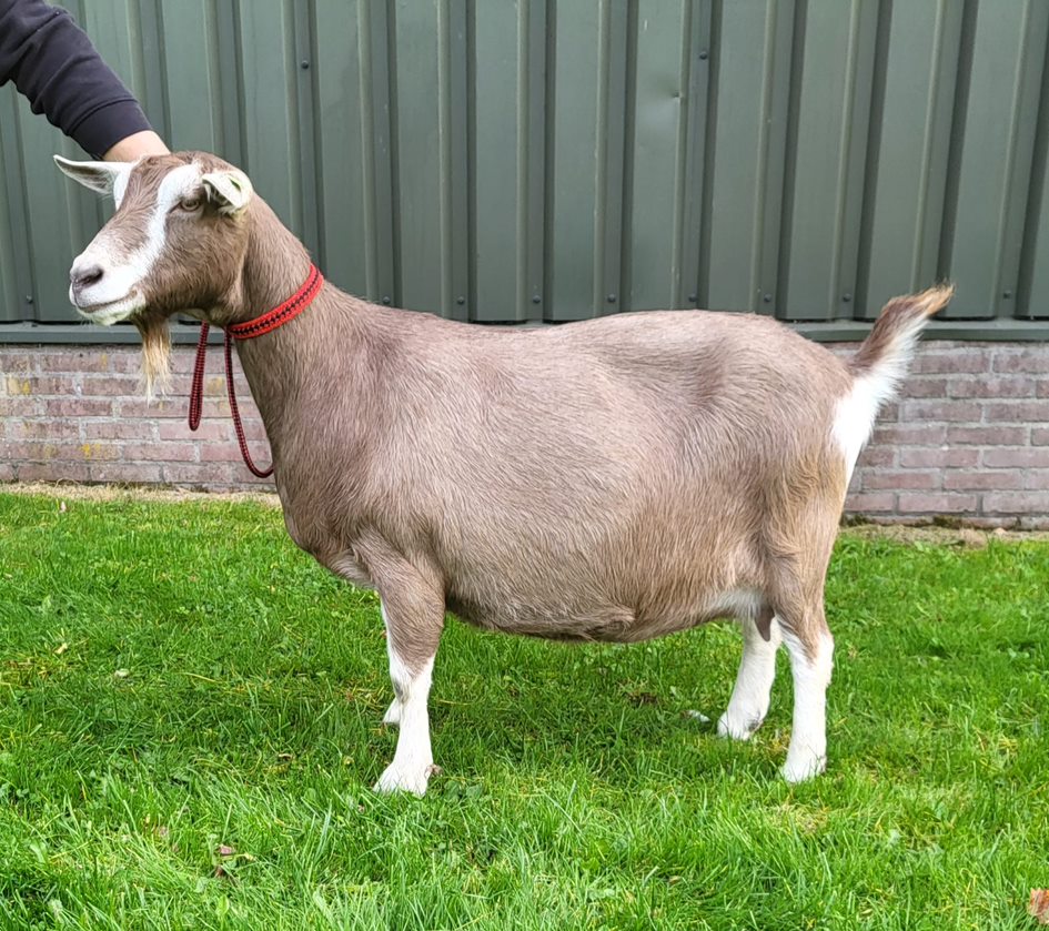 Sweelhoeve Eline 22 Gebr. Popken.