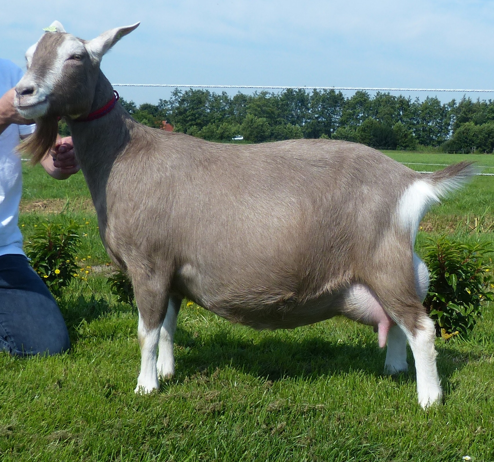 Sweelhoeve Elsje 86 NL100021057476 3 jr.