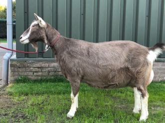 Sweelhoeve Grietje 55