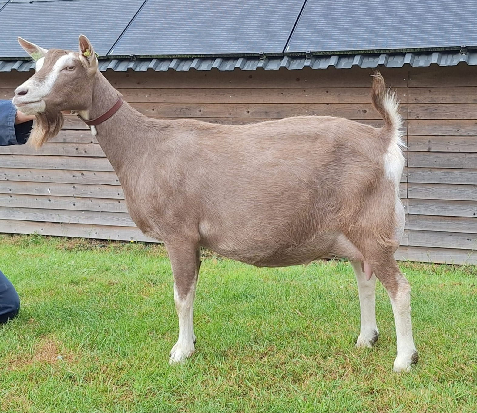 Sweelhoeve Grietje 82 modelgeit 2