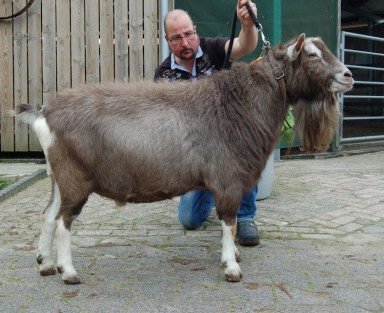 Tjedmar Meint NL100011620145 geb.3-4-2011 v.Sweelh. Diablo NL100021757499 m.Sarie 161 1881716NL7161 5 jr.