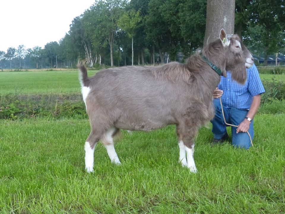 Tjedmar Obe NL100011820118 geb.8-4-2013 v.Veneur NL101632026084 m.Sarie 162 1881716NL7164 2 jr.