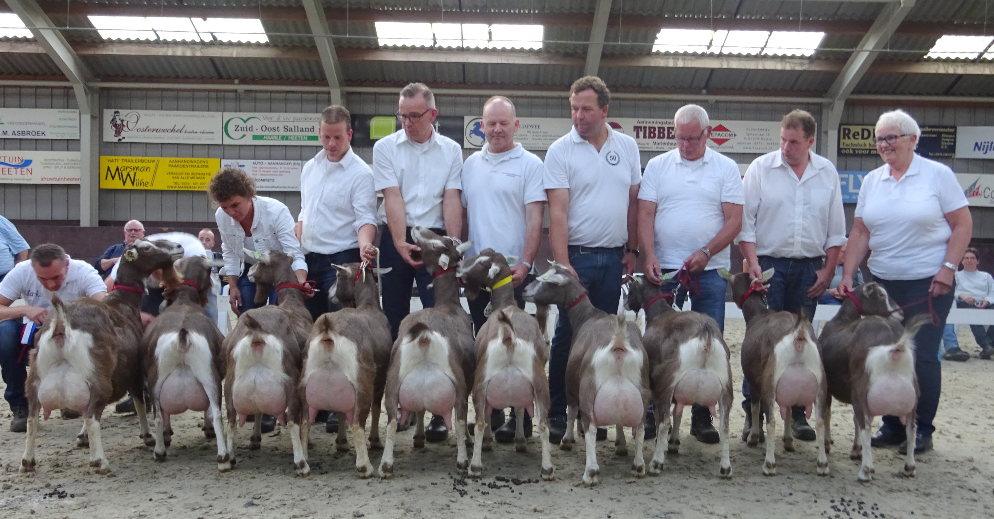 DSC08063.JPG- toggenburger geiten.