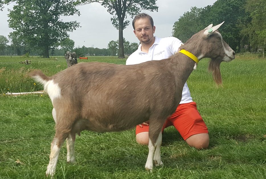 Bregje 13 vd Enkhoeve 3 jr. NL100040555223 geb.21-3-014 v.Sweelh.Diablo NL100021757499 m.Bregje 4 vd Enkhoeve NL100014570214