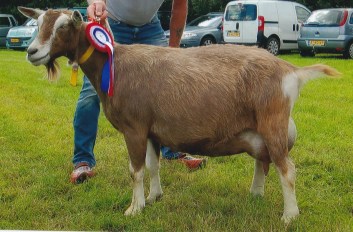 Kina 2 2 jr. NL100105975502 geb.08-03-2015 v.Fokke P NL100105975502 m.Kina 82 NL100037192282 -