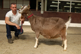 Sweelh. Grietje 38 NL100021857472 geb.12-02-2012 v.Tjedmar Jorn NL10001182010 m.Sweelhoeve Grietje 30 NL100008113807