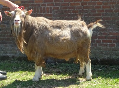 Fokke P. 27 mei 2017