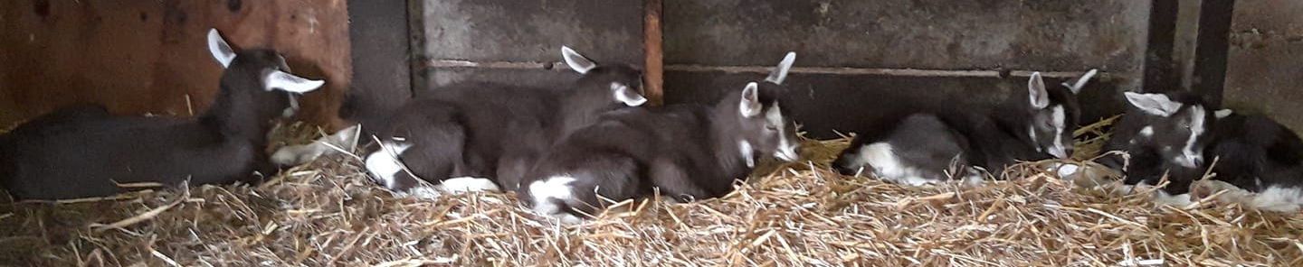 Lammeren Dijkerhoek 2020