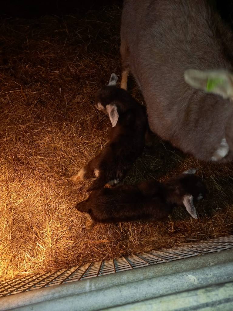 HUUB 14-1-2022 2 boklammeren van Dorus KK x Sjoukje 16; eig. H. Tuitert © Dijkerhoek