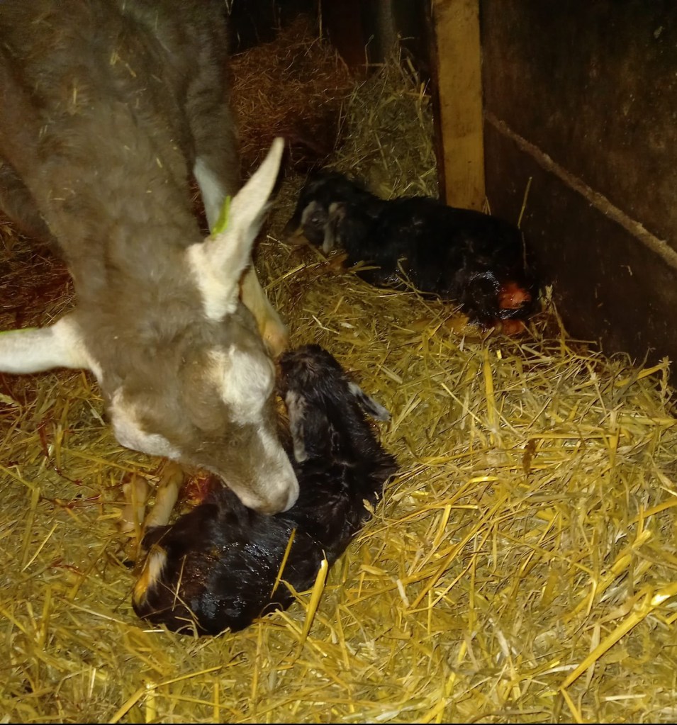 7 januari 2022; 2 boklammeren van Sjoukje 5 x Bas HT; 3,6 en 4,2 kilo, eig. Huub Tuitert. Foto© Dijkerhoek.