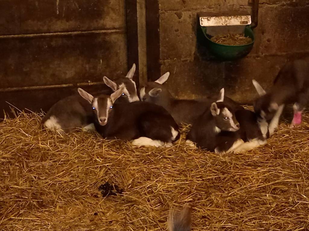 HUUB; boklammeren foto 20-1-2022; eig. H. Tuitert. ©Foto Dijkerhoek