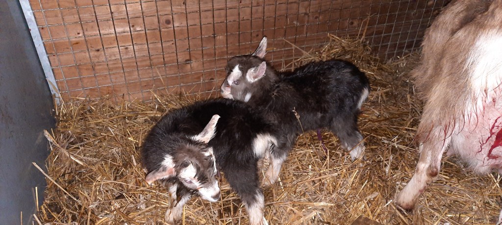 21 februari 2022; 2 boklammeren Ignis Edward x Sweelhoeve Grietje 40; geb. 21 februari 2022; eig. K. Annen; Foto © Killie.