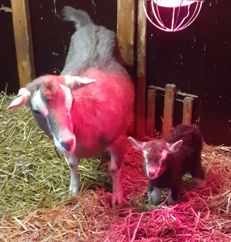 Roelientje 113; Sweelhoeve Pablo x Roelientje 111; geboren 16-02-2022; eig. Jan de Vries; © DeVriesBaars.