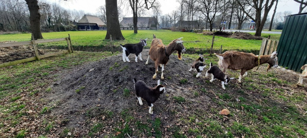 12-3-2022; lammeren 3 weken oud; eig. Killie Annen; foto © Killie.