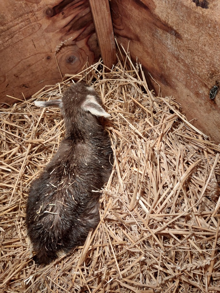 Anke 90, geb. 20-2-2023, v. Anika's Niels B19, m. Sarie 230, fokker en fotograaf Fam. Dijkgraaf.