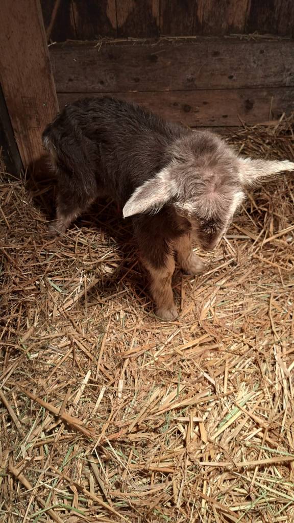 HUUB geb. 13-2-23; lammeren van Sjoukje 16 x Simon P. 2 geitjes en 1 bokje