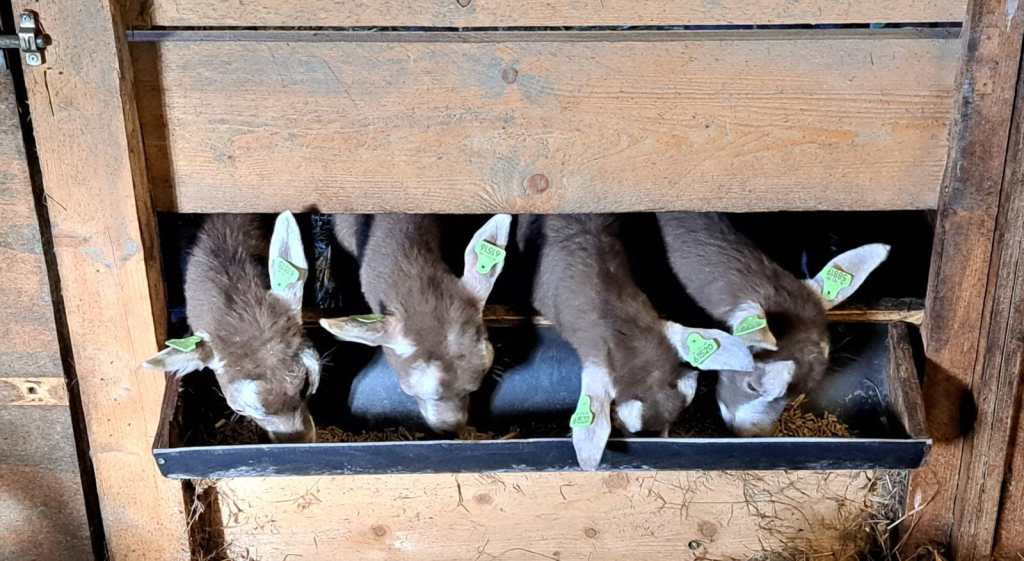 2023 etende lammeren, fokker en fotograaf H. Tuitert.